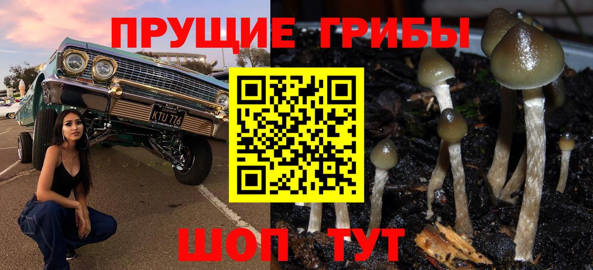Галлюциногенные грибы Psilocybe Биробиджан